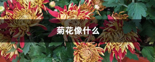 菊花像什么，菊花图片