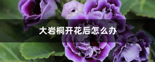 大岩桐开花后怎么办