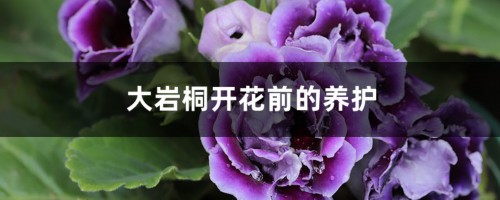 大岩桐开花前的养护