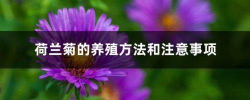 荷兰菊的养殖方法和注意事项