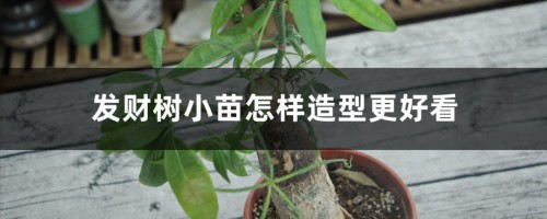 发财树小苗怎样造型更好看，有粘液是怎么回事