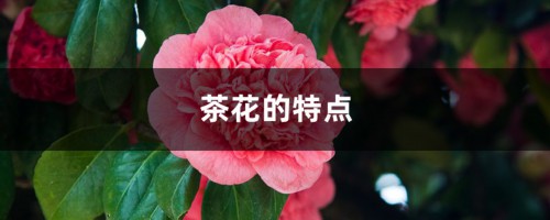 茶花的特点