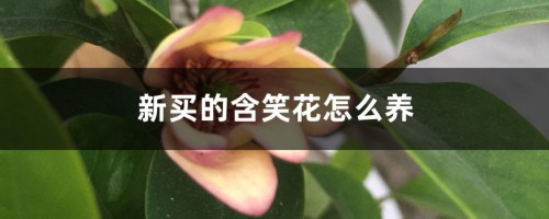 新买的含笑花怎么养