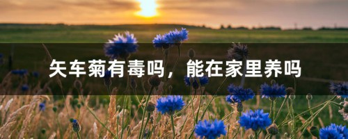 矢车菊有毒吗，能在家里养吗