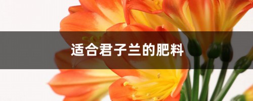 君子兰最喜欢这“4种”花肥，吃了以后叶子肥大，绿的油亮亮