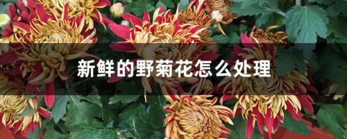 新鲜的野菊花怎么处理，能直接泡水喝吗