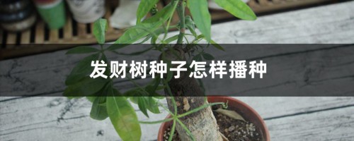 发财树种子怎样播种，几月份播种最好