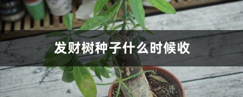 发财树种子什么时候收，什么时候播种