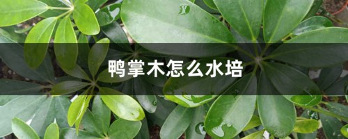 鸭掌木怎么水培，水培还是土培好