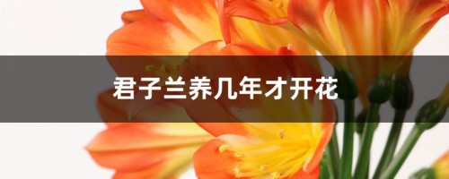 君子兰养几年才开花