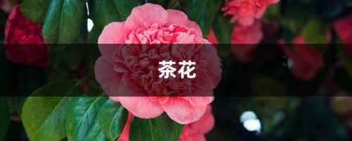 “茶花”开花之前，1把剪刀剪一剪，花开得更旺了