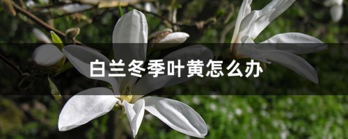 白兰冬季叶黄怎么办