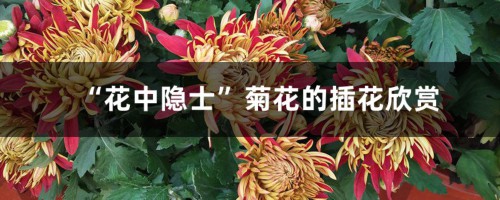 “花中隐士”菊花的插花欣赏