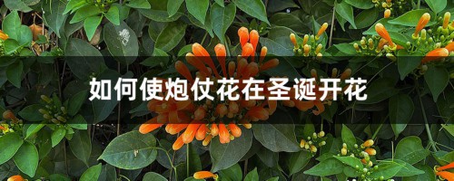 如何使炮仗花在圣诞开花