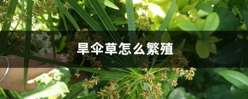 旱伞草怎么繁殖