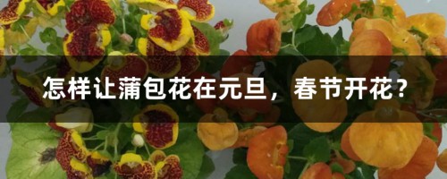 怎样让蒲包花在元旦，春节开花？