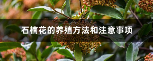 石楠花的养殖方法和注意事项